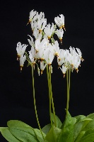 Dodecatheon pulchellum 'White Form'